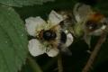 Hoverflies: Pellucid Hoverfly (Volucella pellucens)